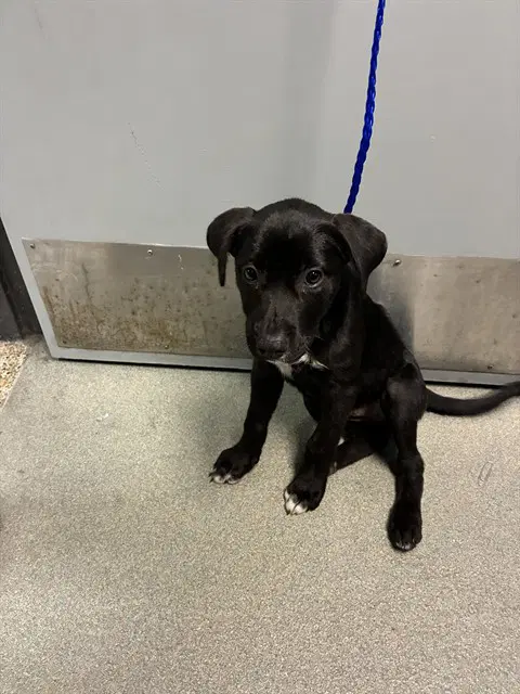 Meme - Labrador Retriever