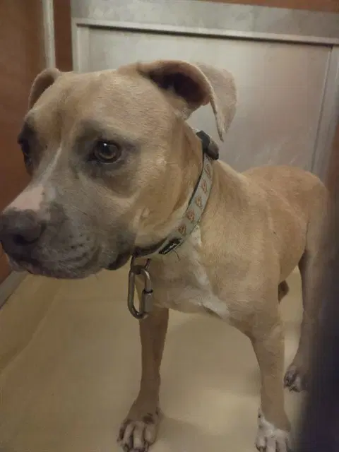 Milly - Pit Bull Terrier