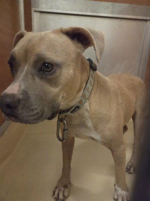 MILLY, a dog for adoption from Miami Dade Animal Services