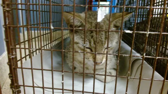 Ruth - Domestic Short Hair