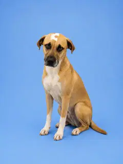 Bruno - Black Mouth Cur