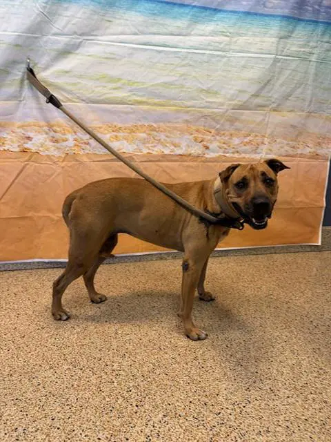 Crystal - American Bulldog