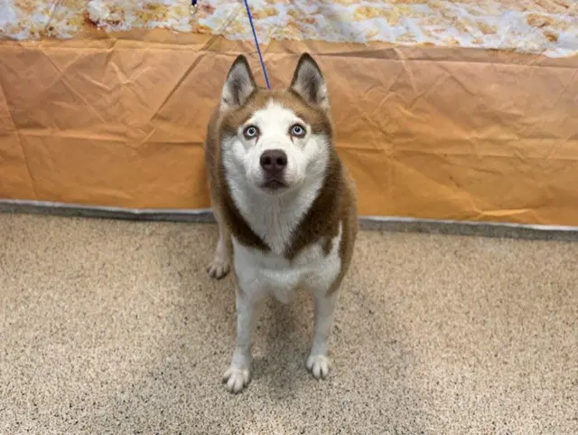 Jean - Siberian Husky