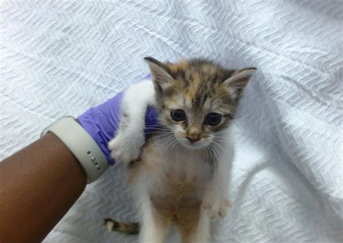picture of the cat needing adoption