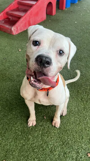 Duke - American Bulldog