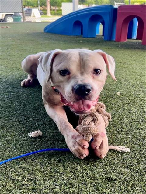 DUKE, a dog for adoption from Miami Dade Animal Services