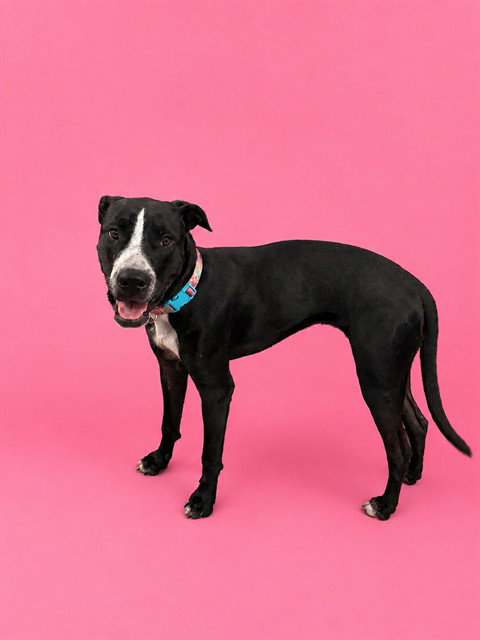 BELLA, a dog for adoption from Miami Dade Animal Services
