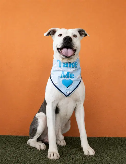 Ocean - American Pit Bull Terrier