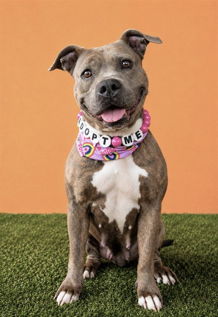 SANDY, a dog for adoption from Miami Dade Animal Services