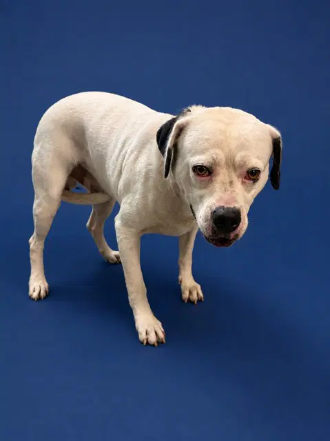 Esnoopy - American Bulldog