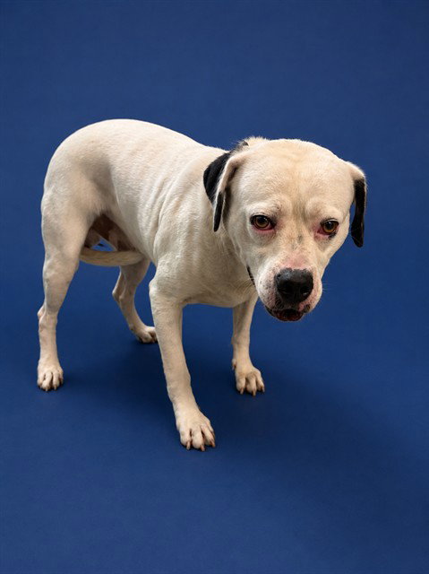 ESNOOPY, a dog for adoption from Miami Dade Animal Services