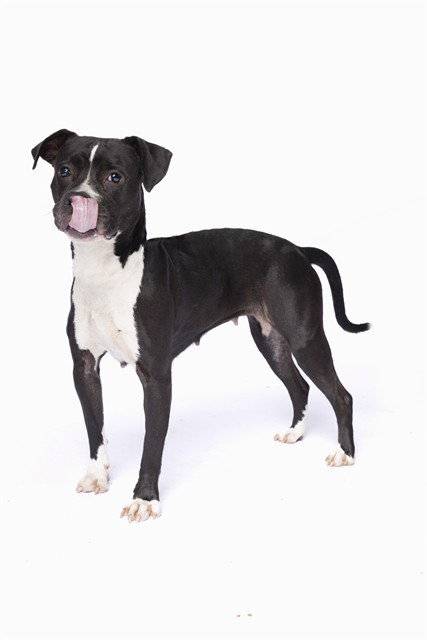 ATHENA, a dog for adoption from Miami Dade Animal Services