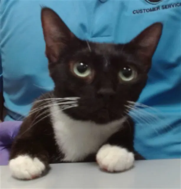 Olivia - Domestic Short Hair