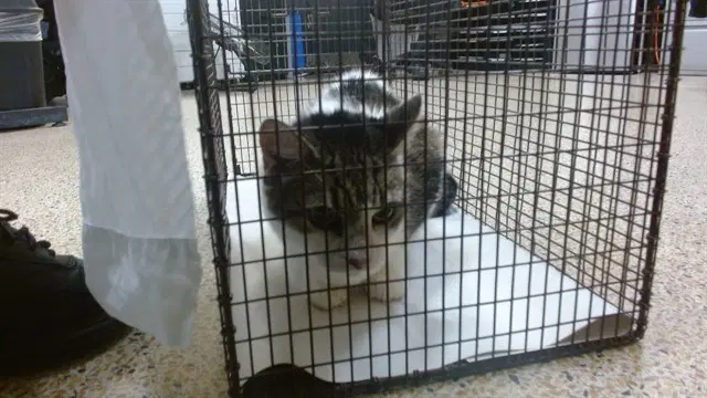 Princess - Domestic Short Hair