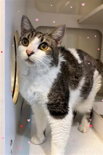 Princess - Domestic Short Hair