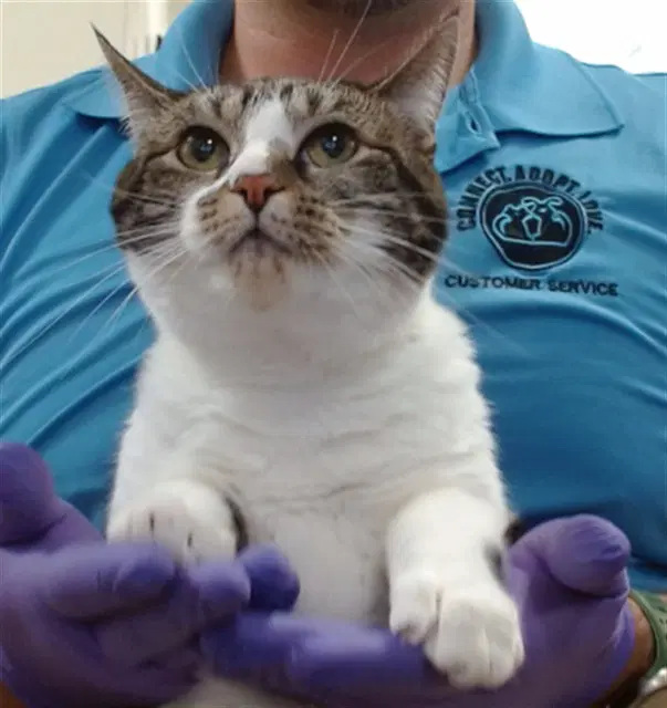 Lynxi - Domestic Short Hair