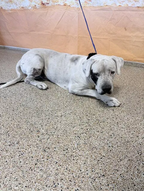Pirate - Dogo Argentino