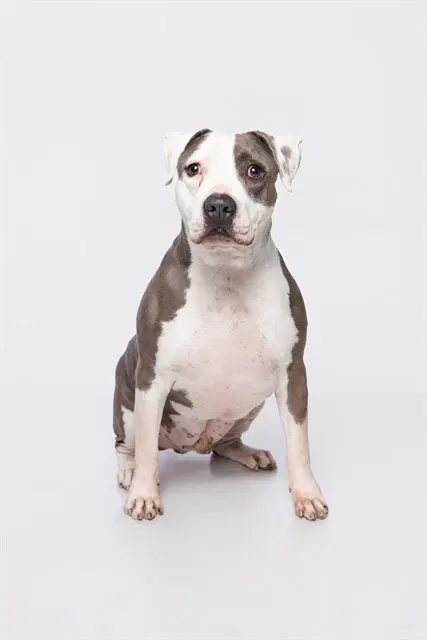 Jay - American Staffordshire Terrier