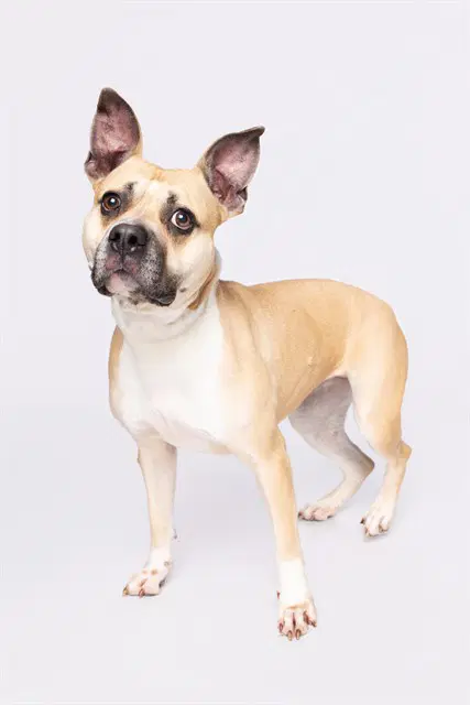 Julie - Boxer