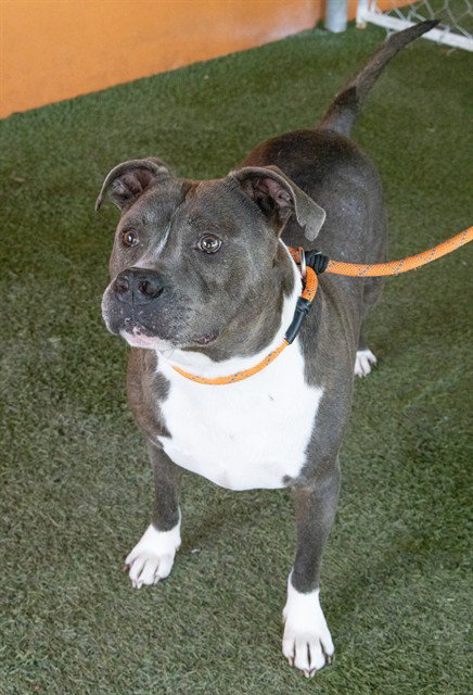 JIM, a dog for adoption from Miami Dade Animal Services