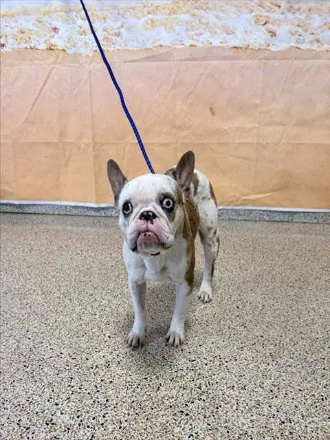 Pinky - French Bulldog
