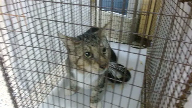 Mitch - Domestic Short Hair