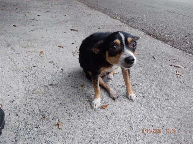 Mimi - Chihuahua