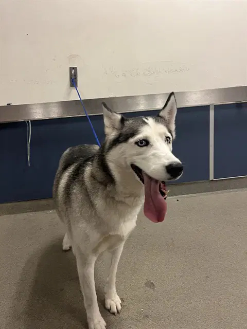 Lola - Siberian Husky