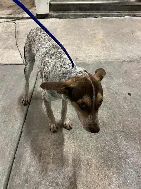 Blanca - Australian Cattle Dog/Blue Heeler