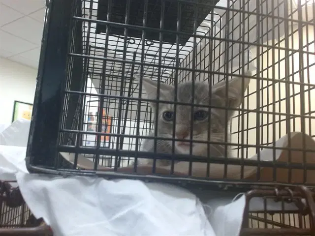Unknown - Domestic Short Hair