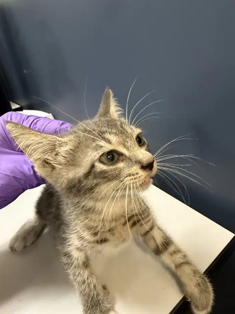 Tinna - Domestic Short Hair