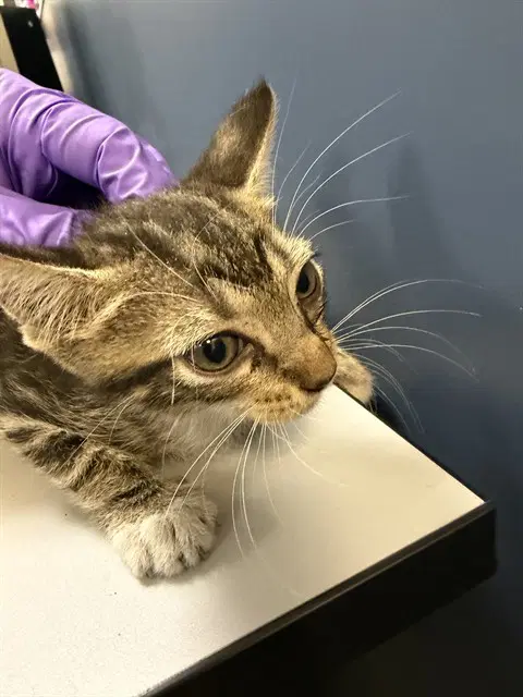 Keon - Domestic Short Hair