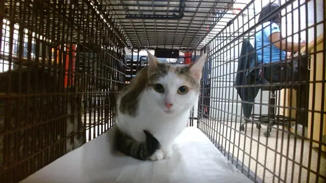 Kenny - Domestic Short Hair