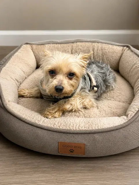Stewie - Yorkshire Terrier Yorkie