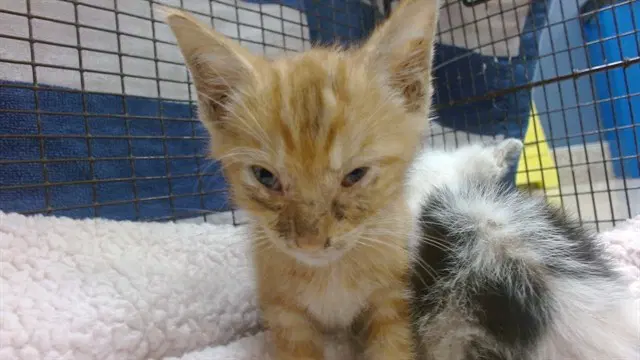 Pacha - Domestic Short Hair