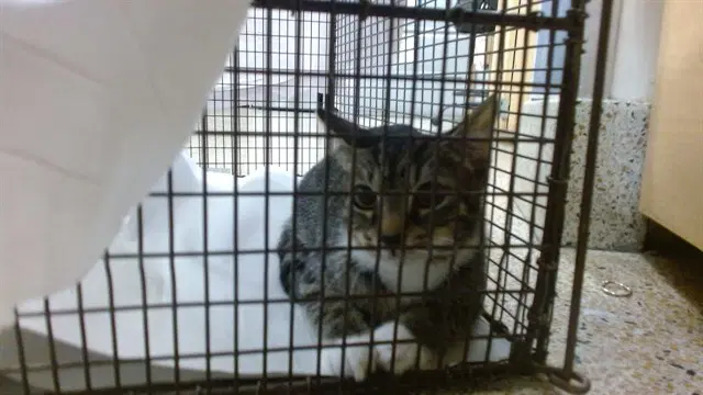 Won Ton - Domestic Short Hair