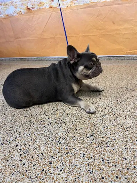 Emory - French Bulldog