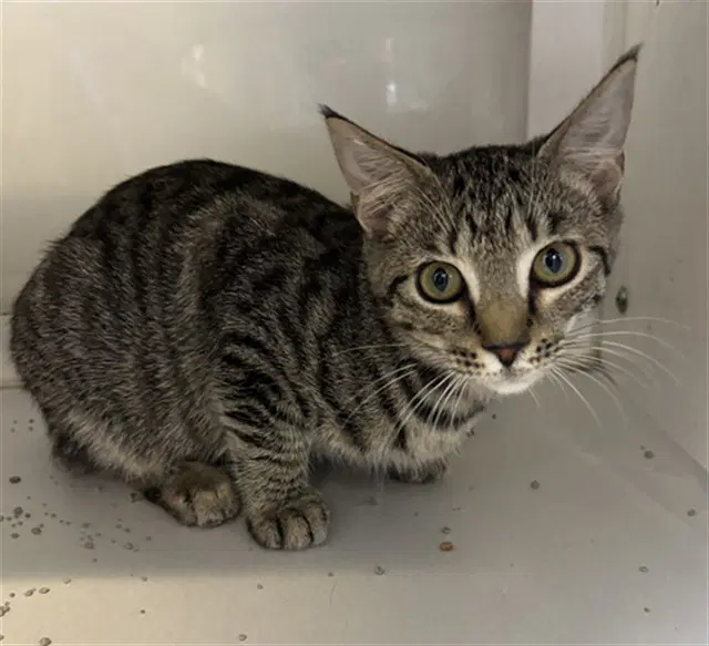 Merida - Domestic Short Hair