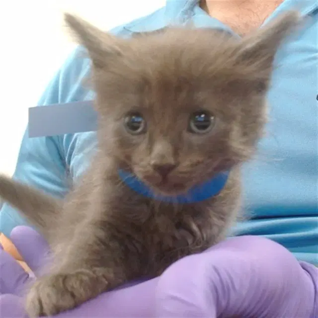 Bucket - Domestic Long Hair