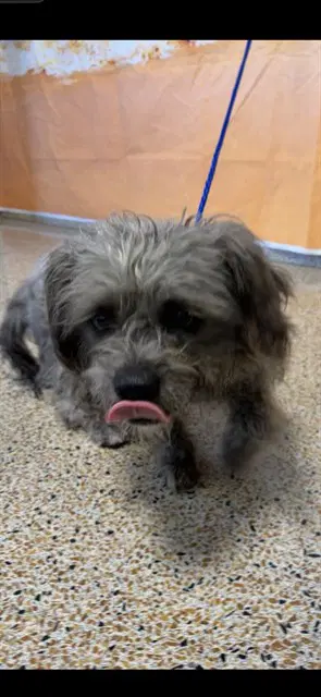 Anabelle - Shih Tzu
