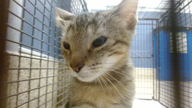 Melon - Domestic Short Hair