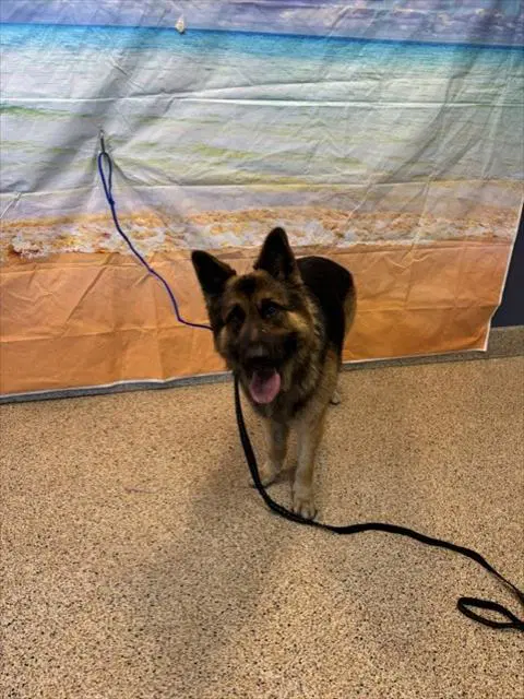 Bestie - German Shepherd Dog