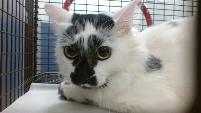 Betsy - Domestic Long Hair