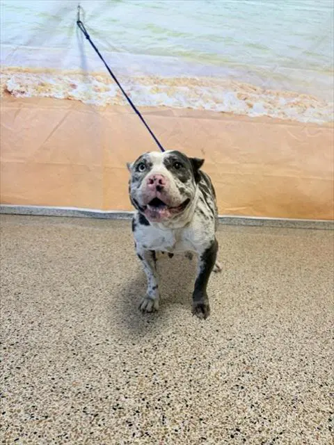 Madusa - French Bulldog