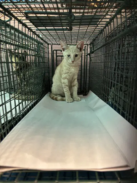 Unknown - Domestic Short Hair