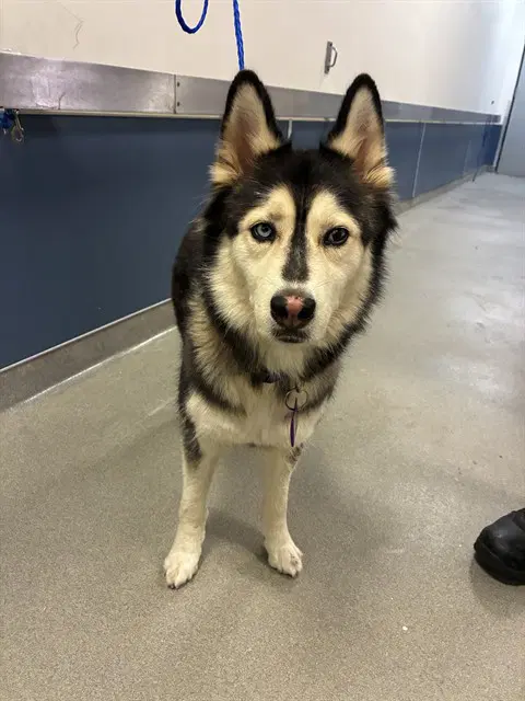 Alexa - Siberian Husky