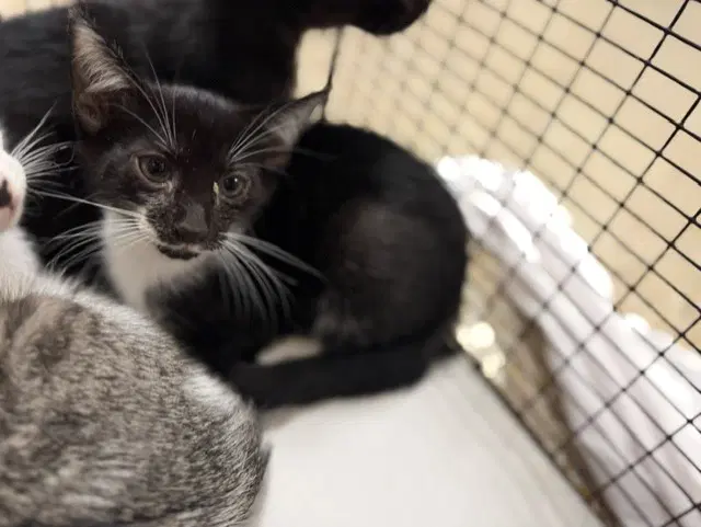 Candy - Domestic Short Hair
