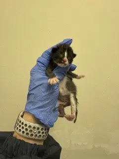 Ming - Domestic Short Hair