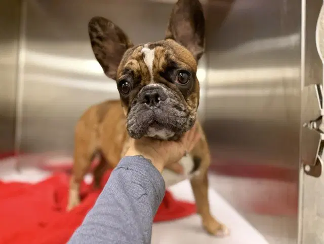 Kendal - French Bulldog