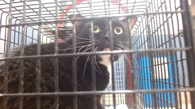 Chester - Domestic Short Hair